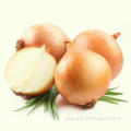 Exporters fresh market prices yellow onion